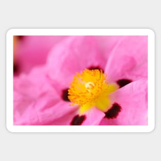 Cistus × purpureus   AGM  Purple-flowered rock rose Sticker